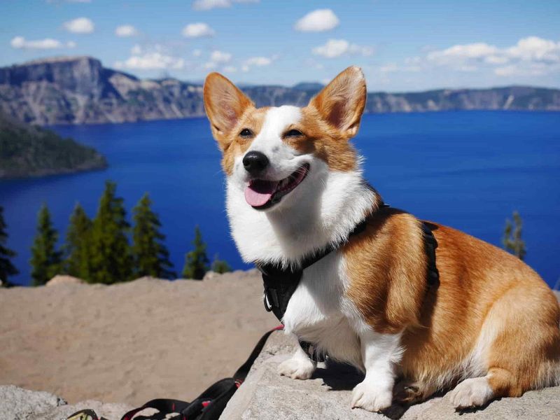 Corgi