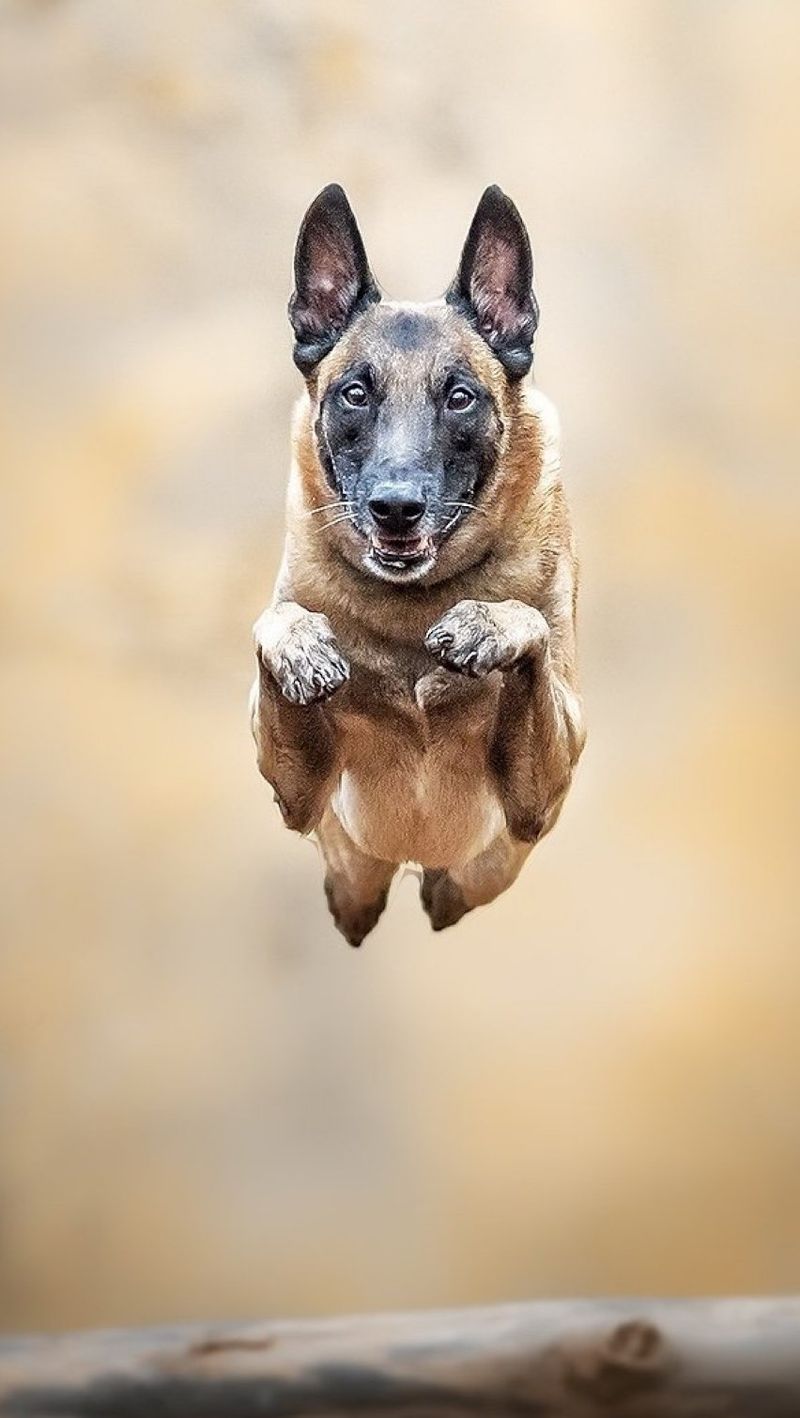 Belgian Malinois