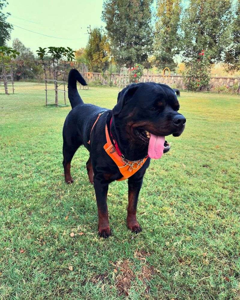 Rottweiler