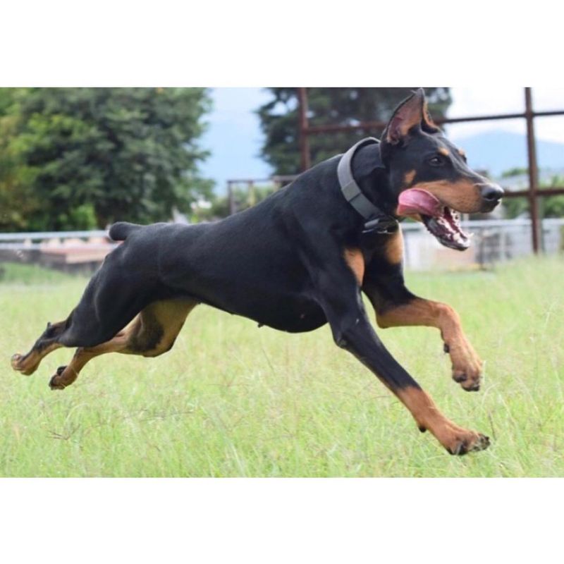 Doberman Pinscher