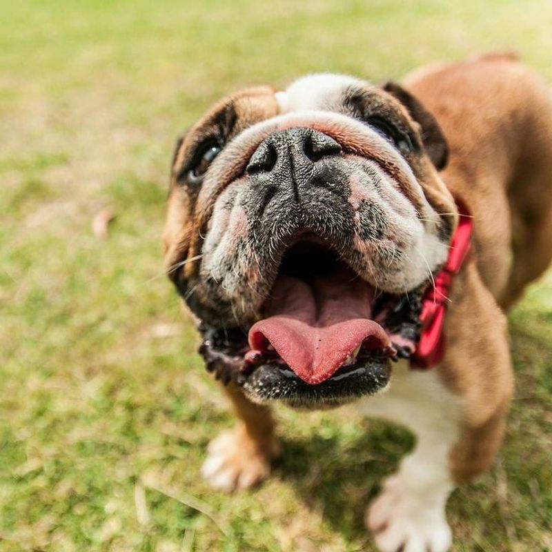 Bulldog