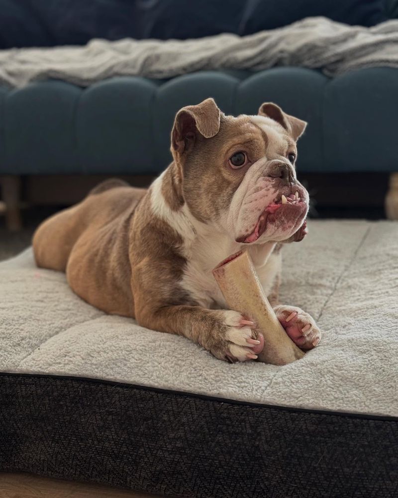 Bulldog