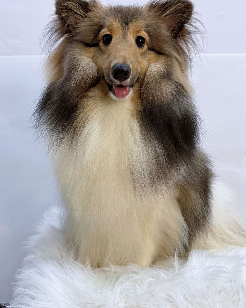Shetland Sheepdog