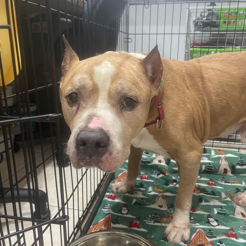 American Pit Bull Terrier