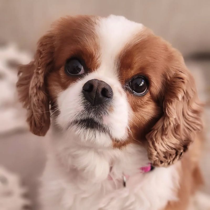 Cavalier King Charles Spaniel