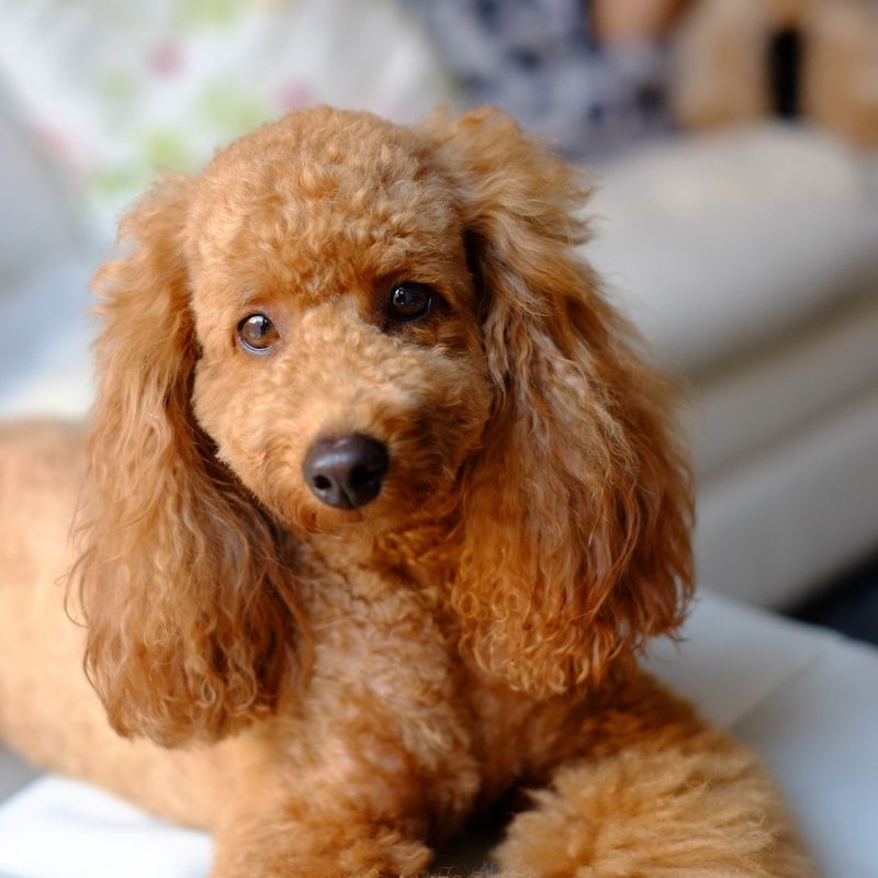 Poodle