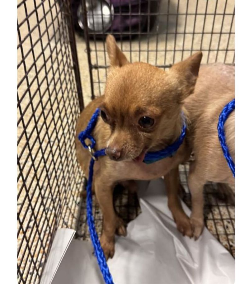 Chihuahua