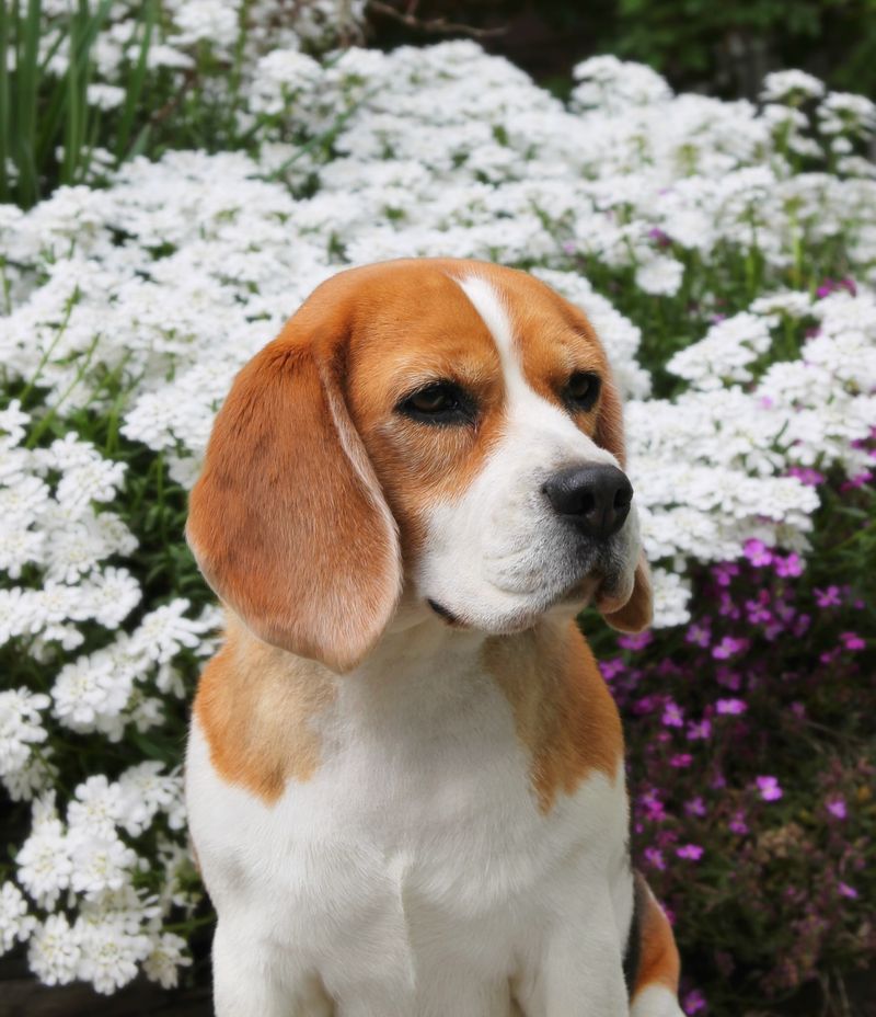 Beagle