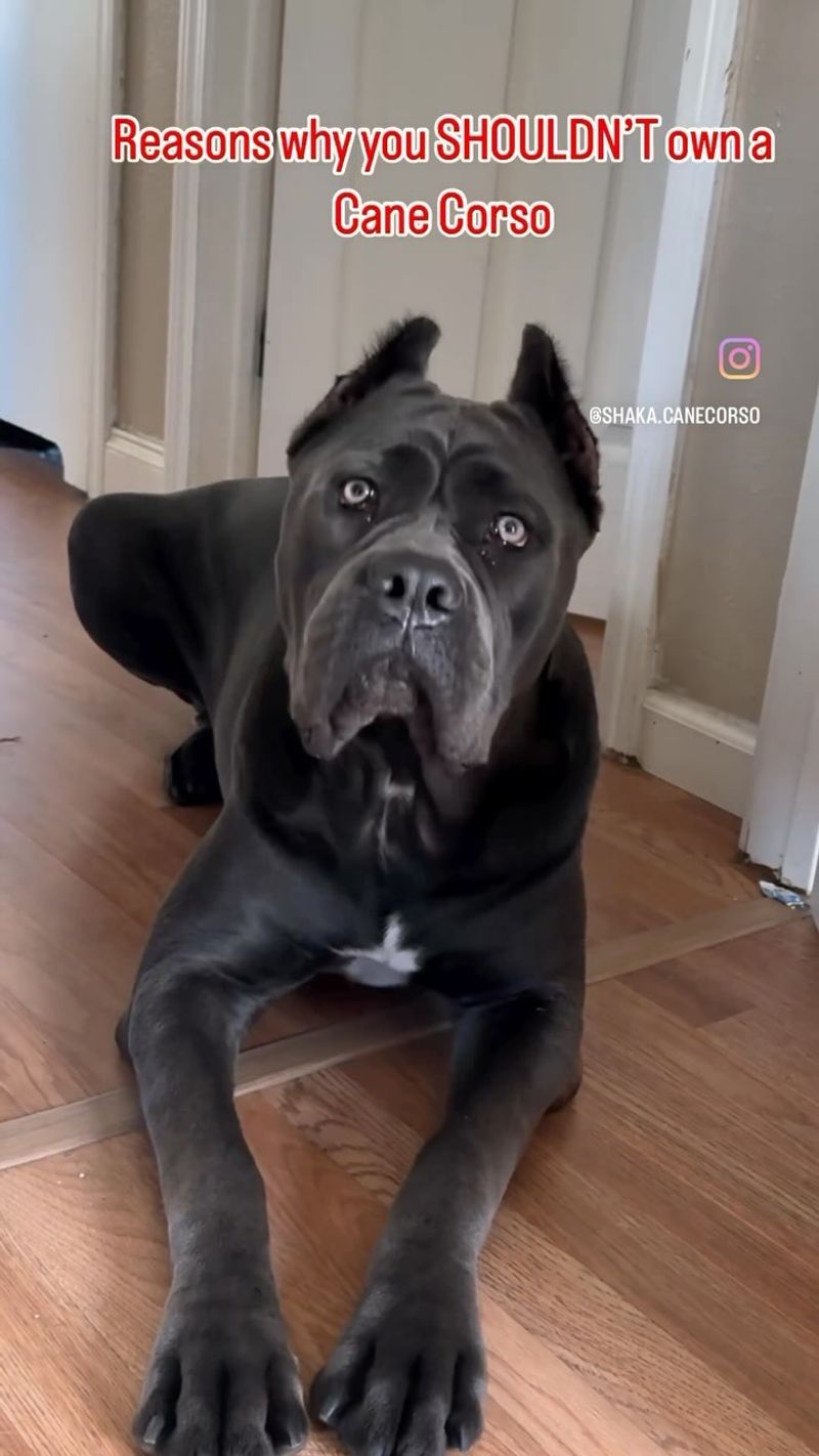 Cane Corso