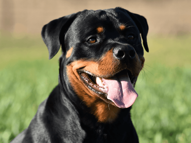 Rottweiler