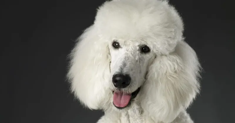 Poodle