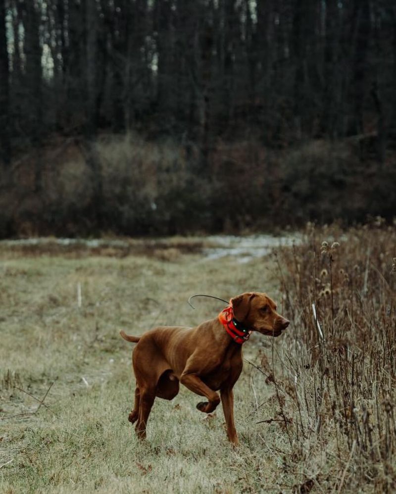 Vizsla