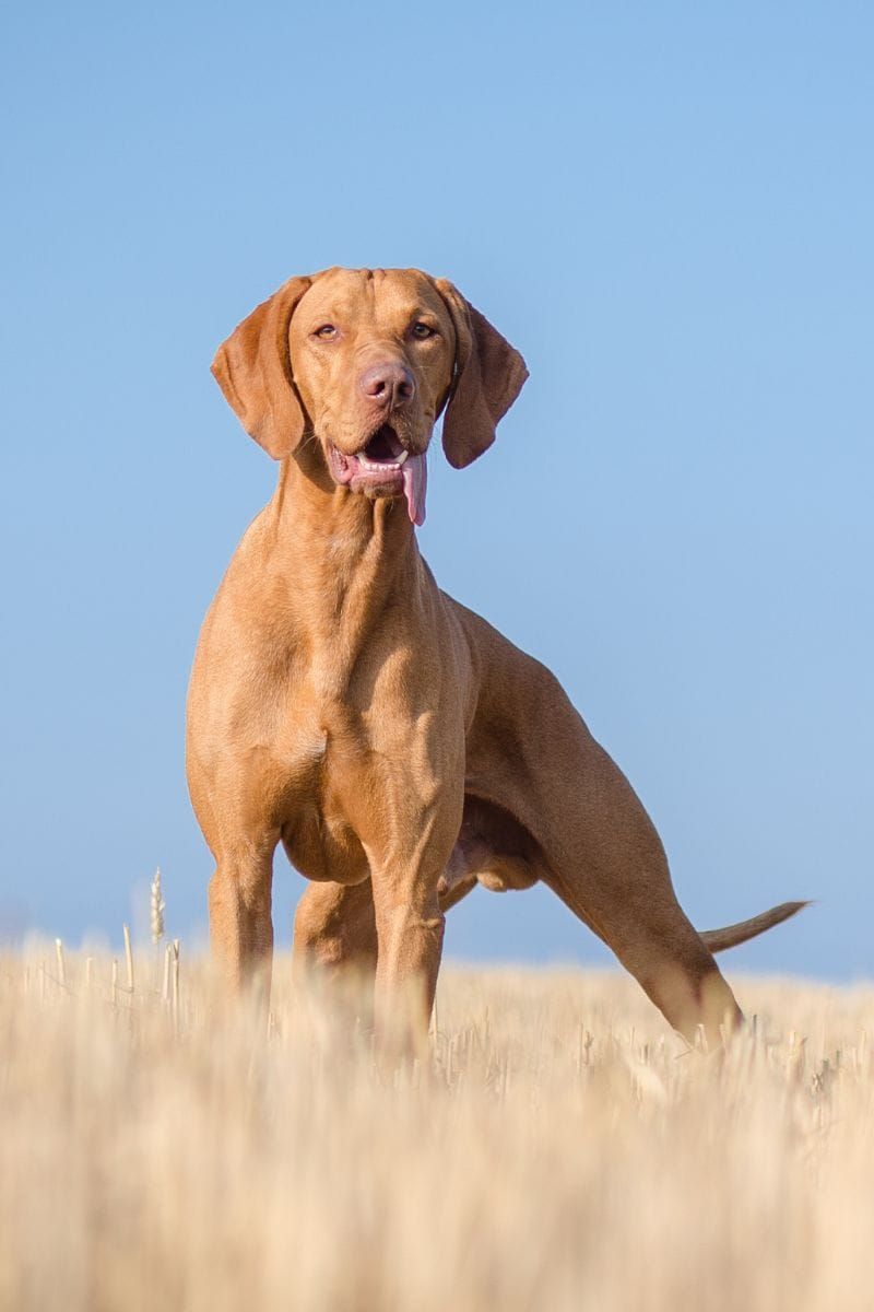 Vizsla