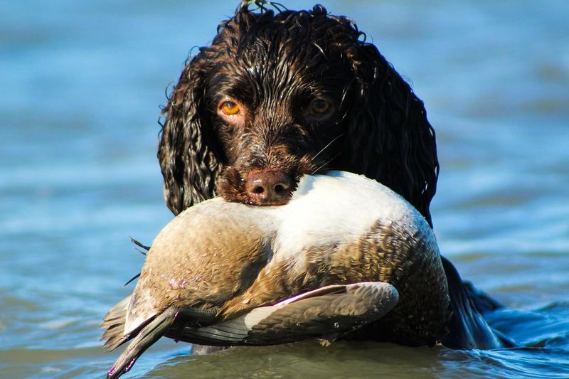 American Water Spaniel