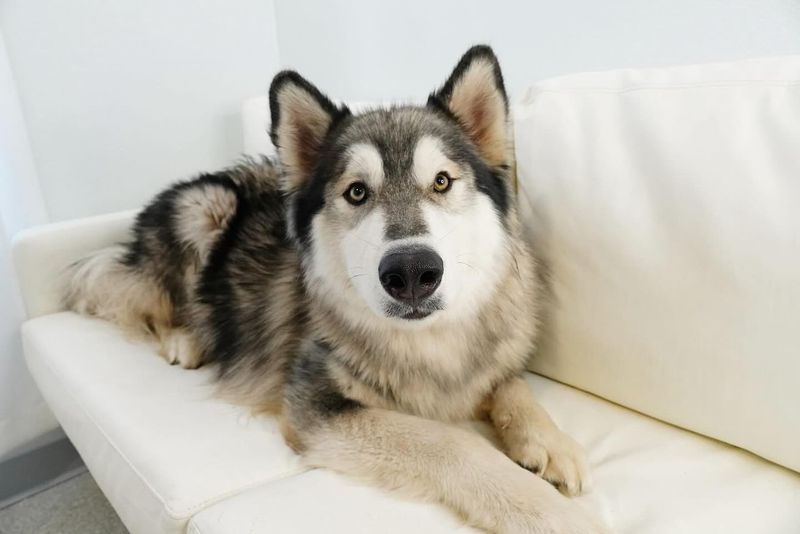 Alaskan Malamute