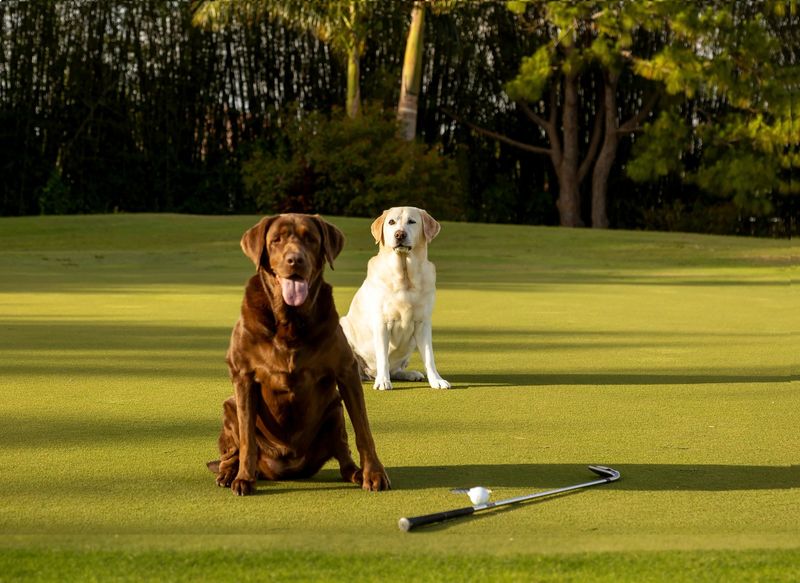 Labrador Retriever