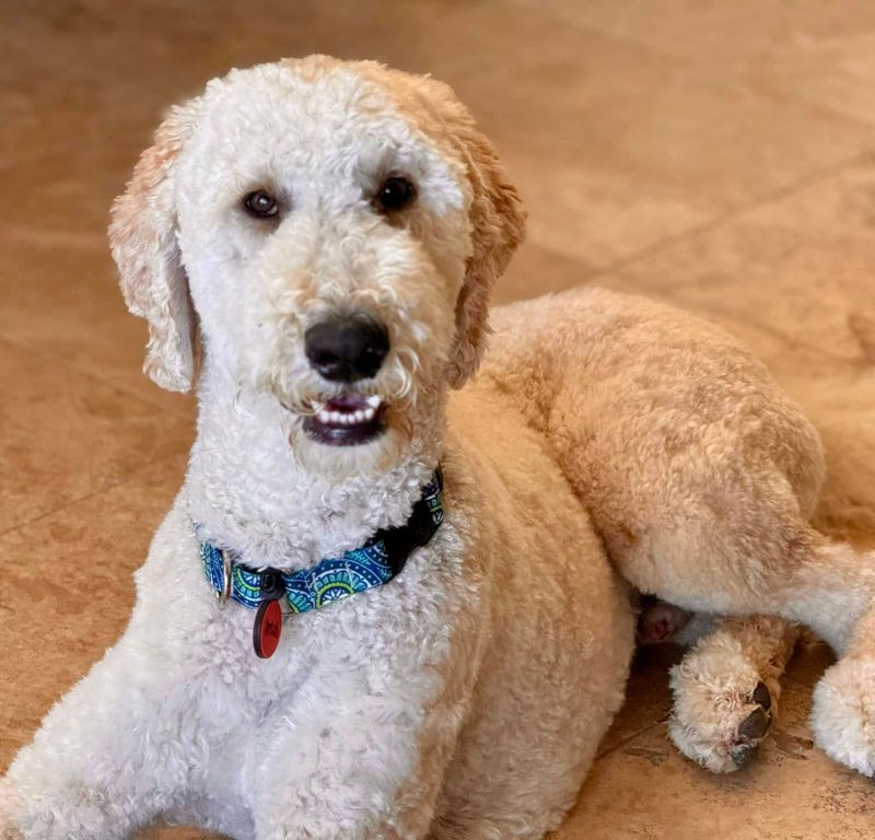 Poodle