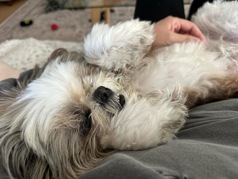 Shih Tzu