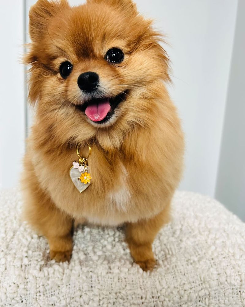 Pomeranian