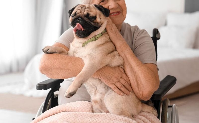 Pug's Playful Charm