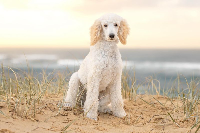 Poodle
