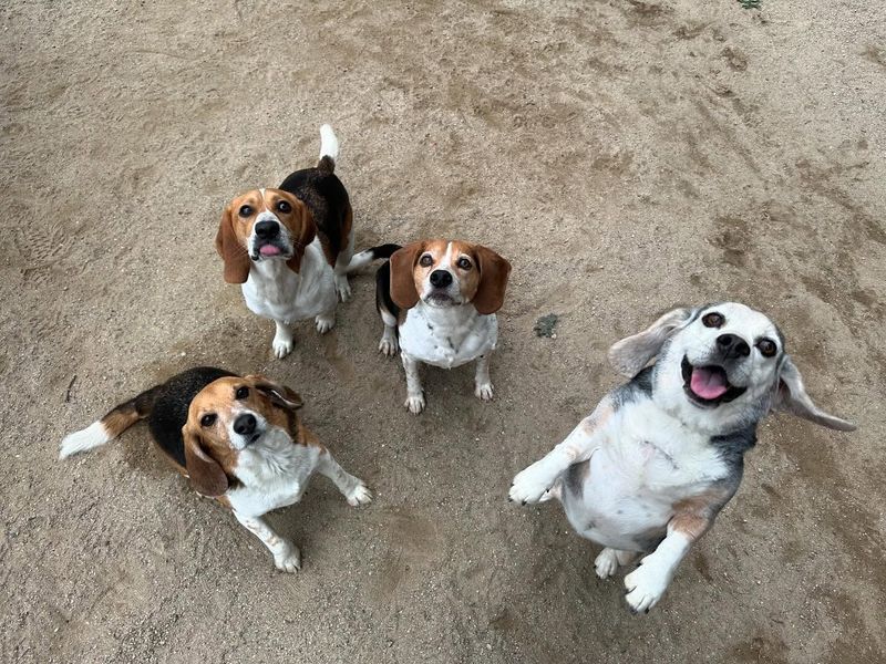 Beagle