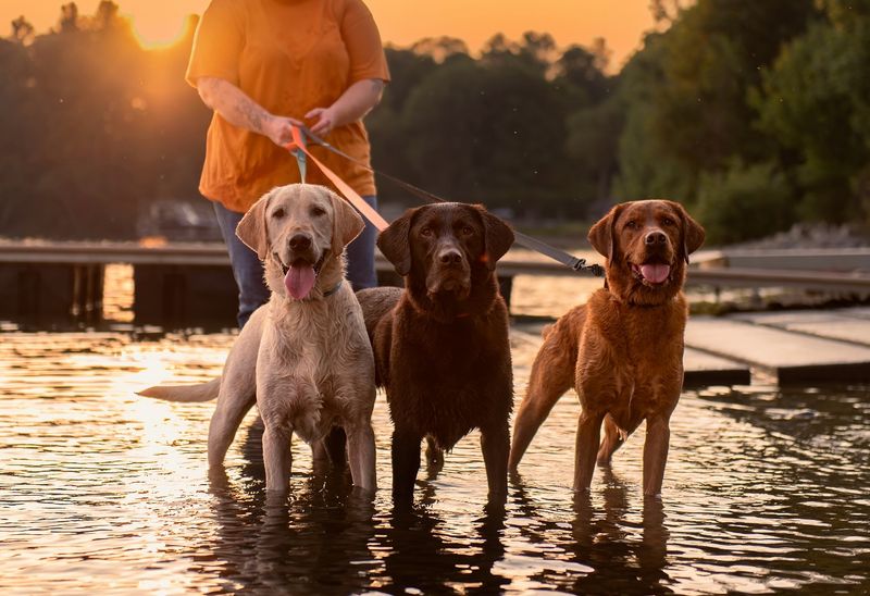 Labrador Retriever