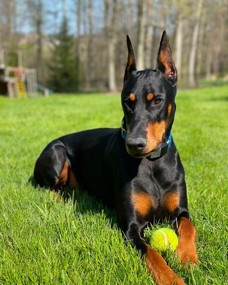 Doberman Pinscher