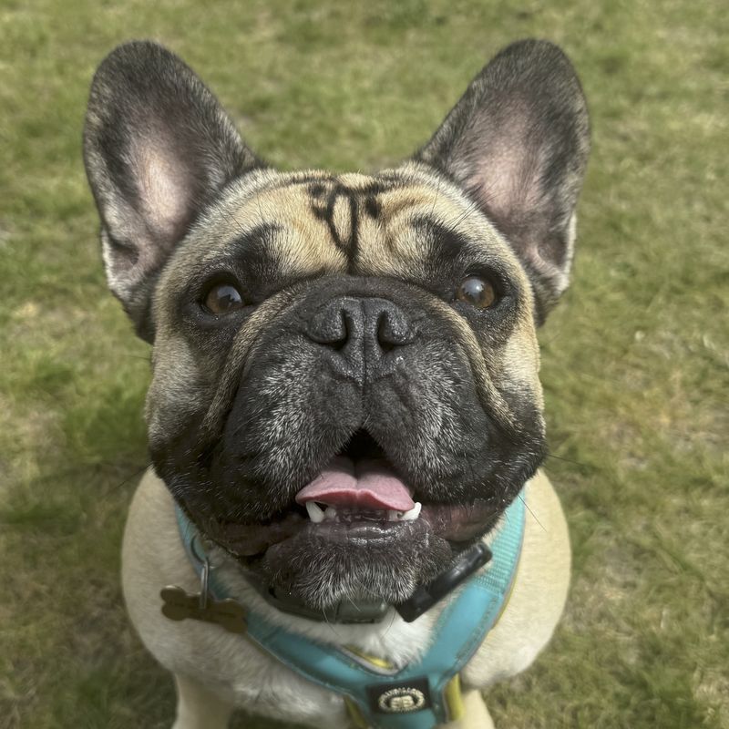 French Bulldog