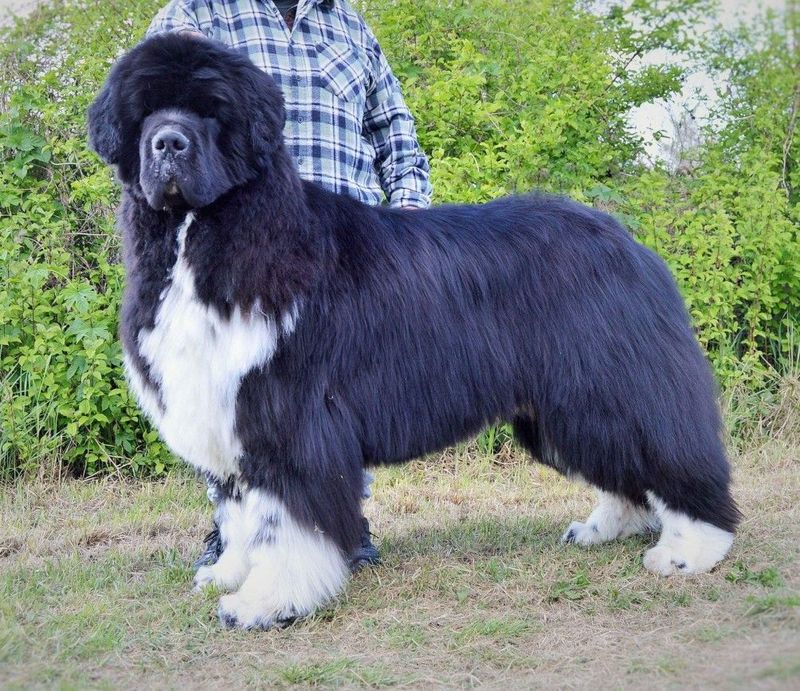 Newfoundland