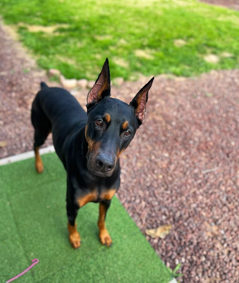 Doberman Pinscher