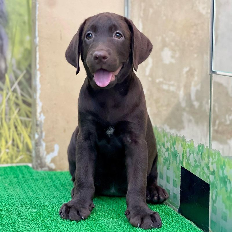 Labrador Retriever