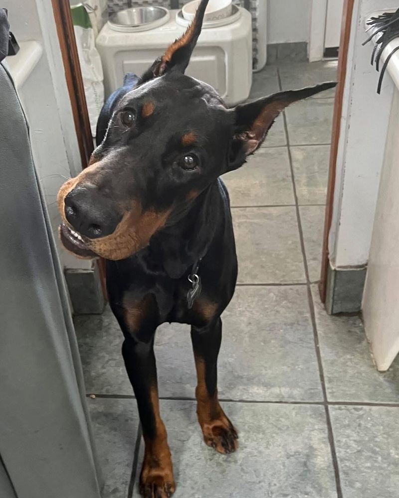 Doberman Pinscher