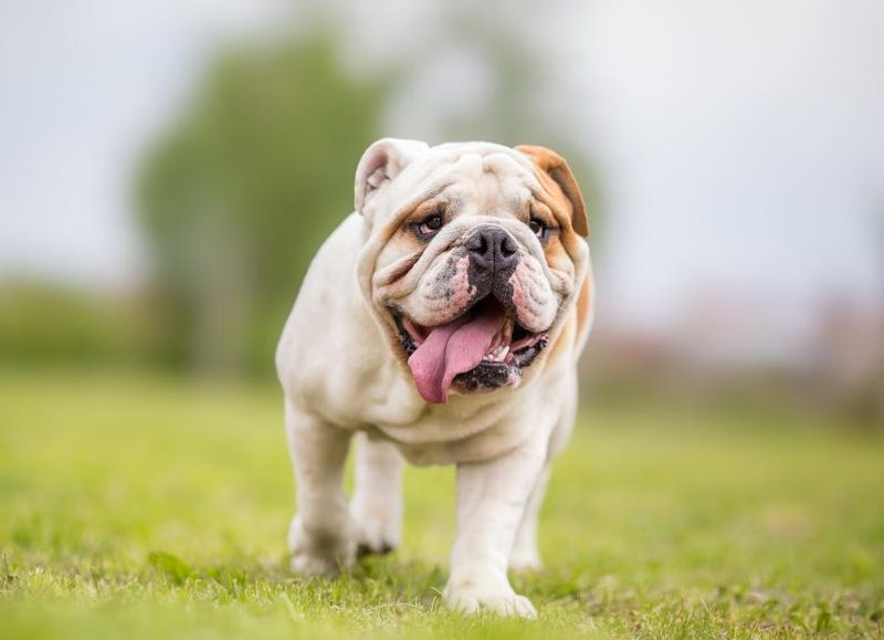 Bulldog