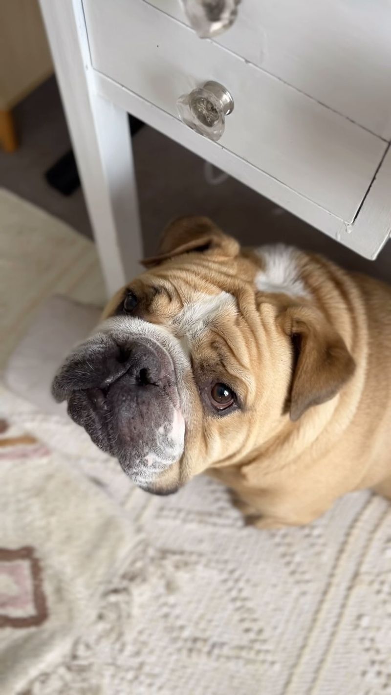 Bulldog