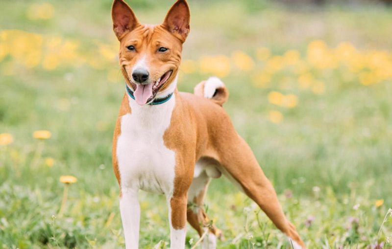 Basenji
