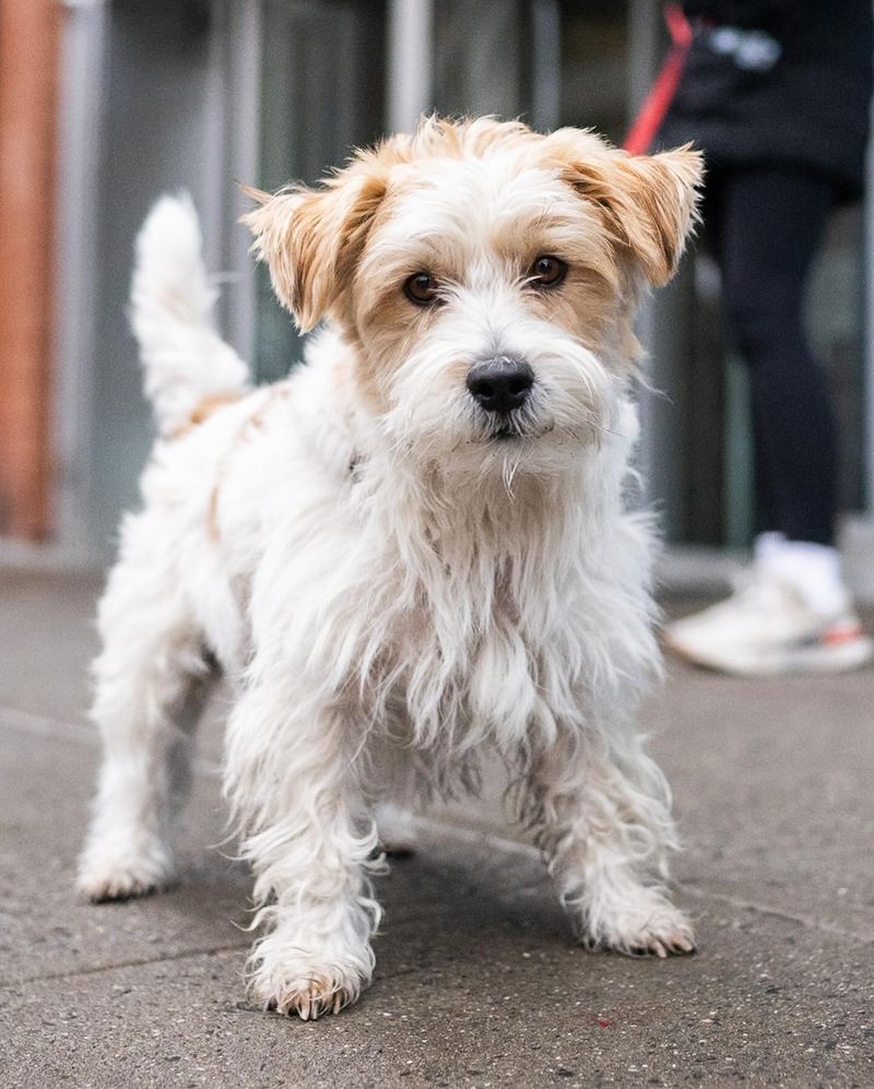 Jack Russell Terrier