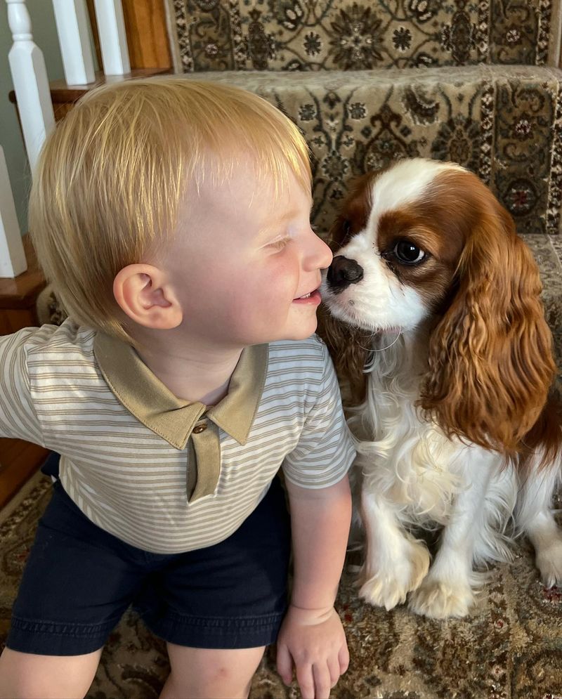 Cavalier King Charles Spaniel