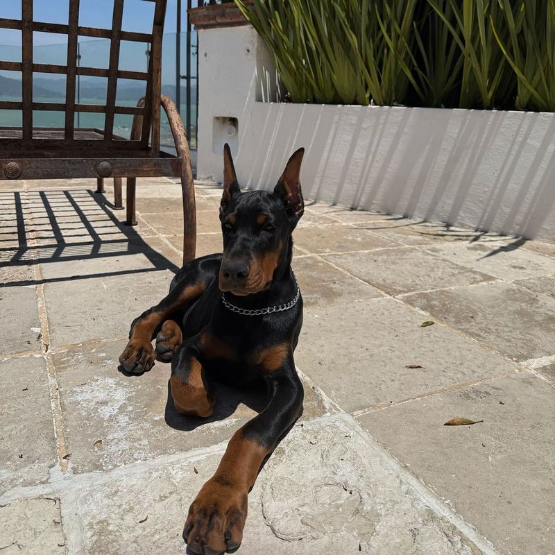 Doberman Pinscher