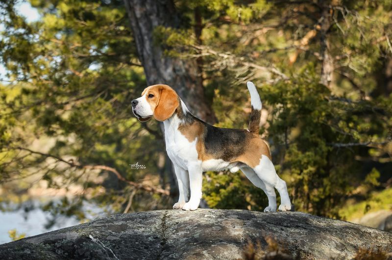 Beagle