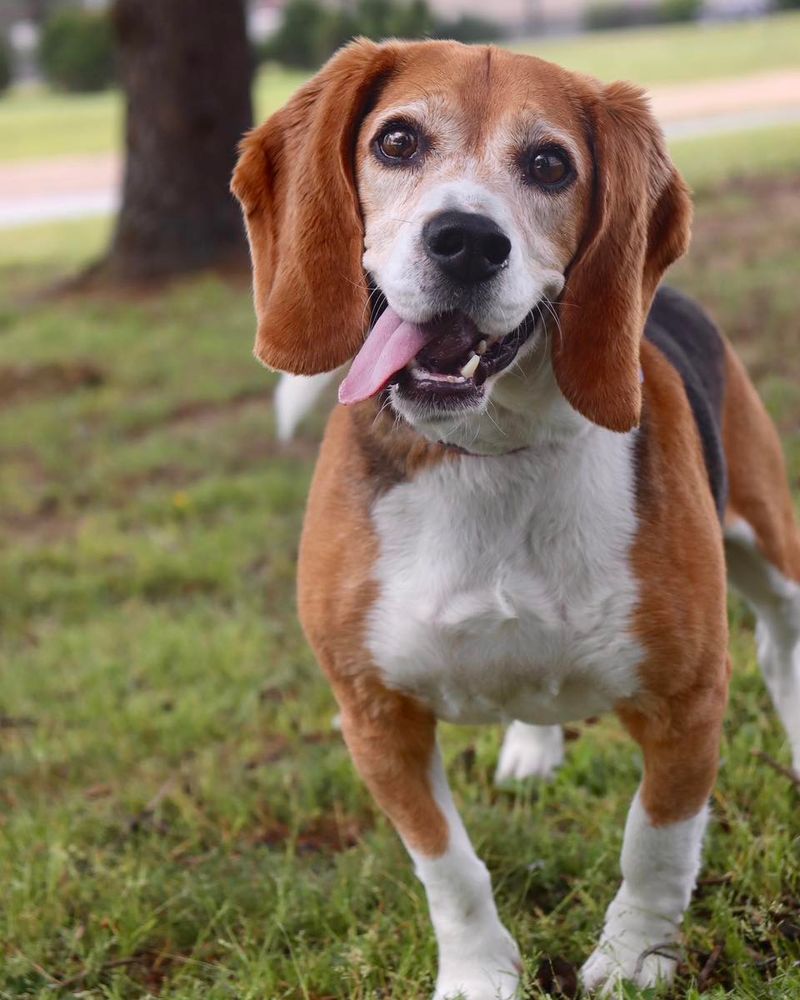 Beagle