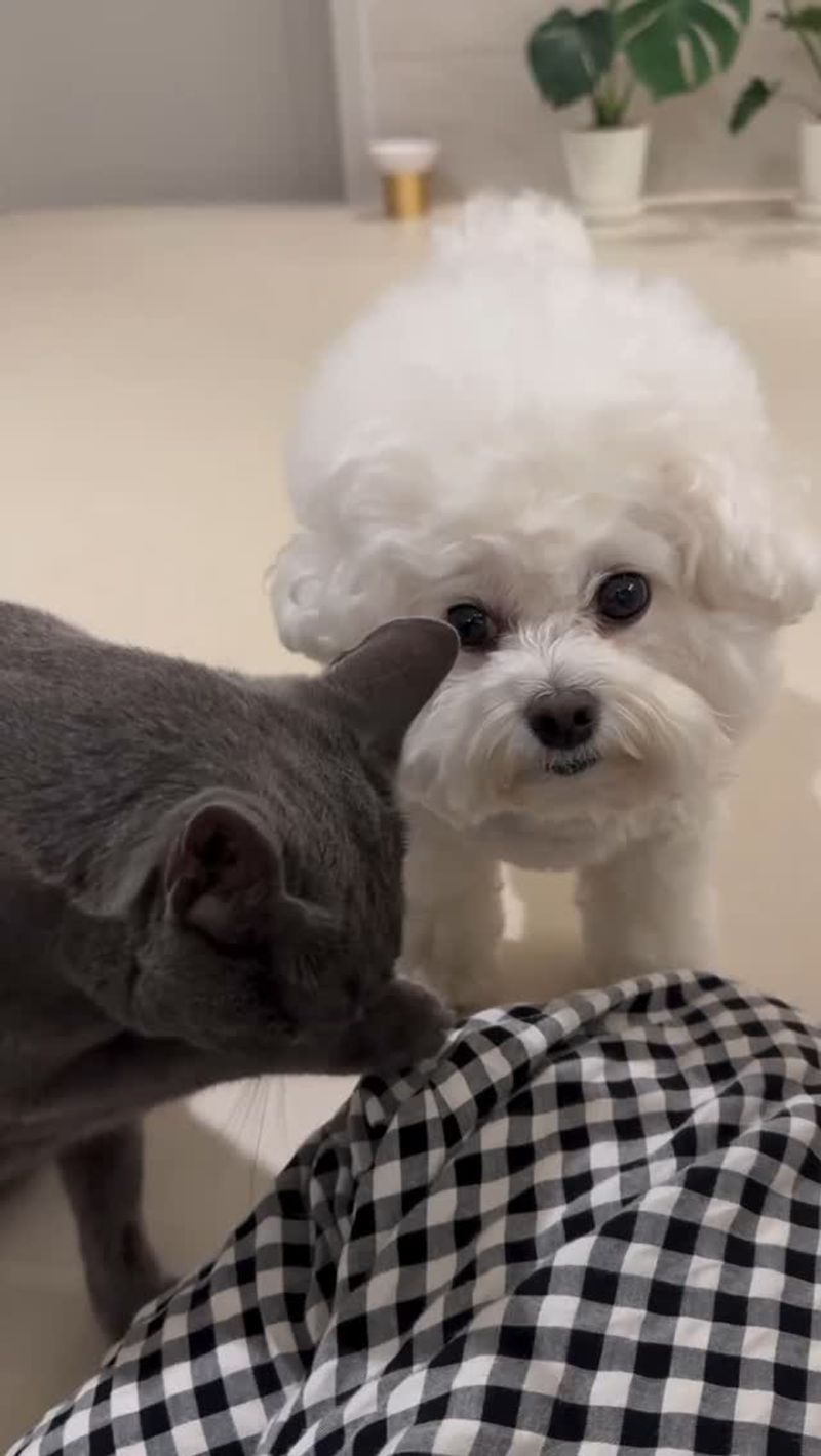 Bichon Frise