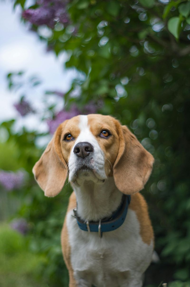 Beagle