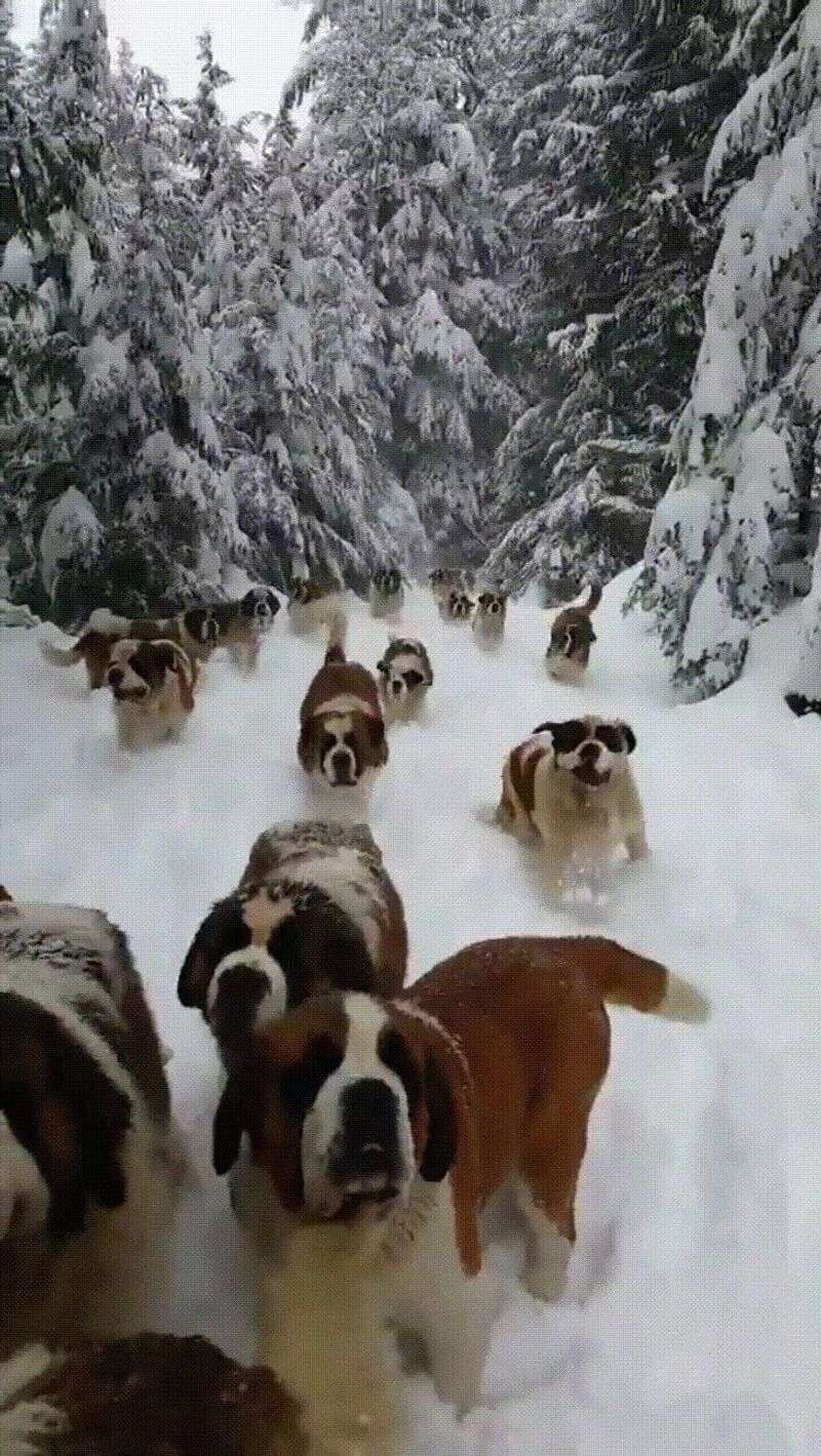 Saint Bernard