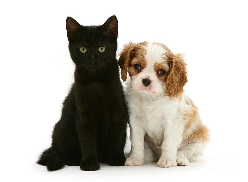 Cavalier King Charles Spaniel