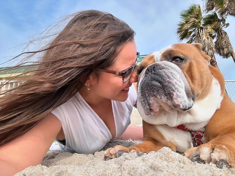 Bulldog