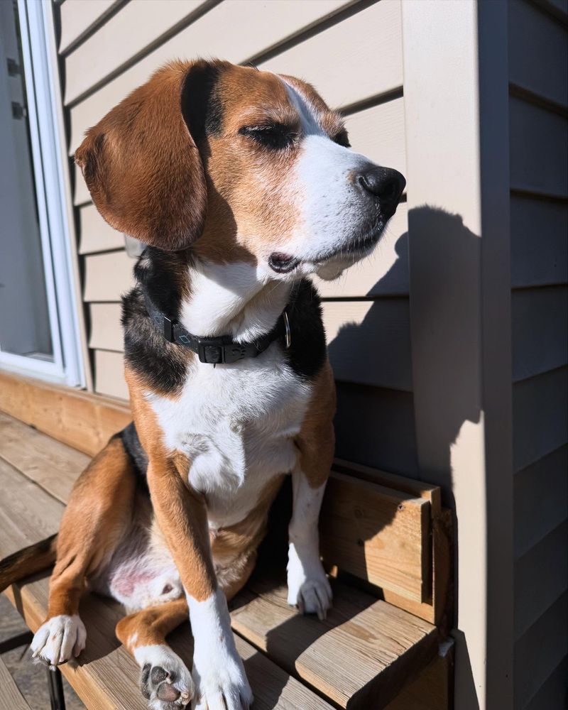 Beagle