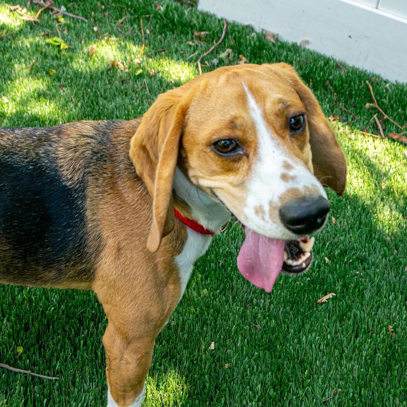 Beagle
