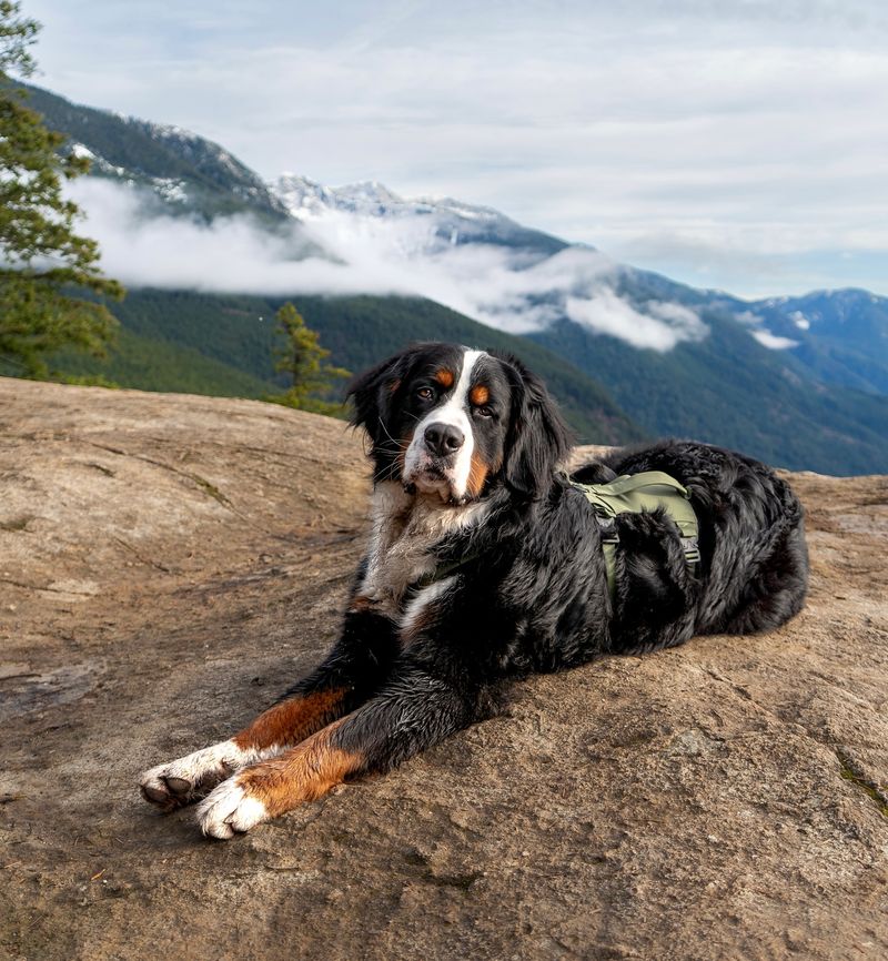Bernese Mountain Dog