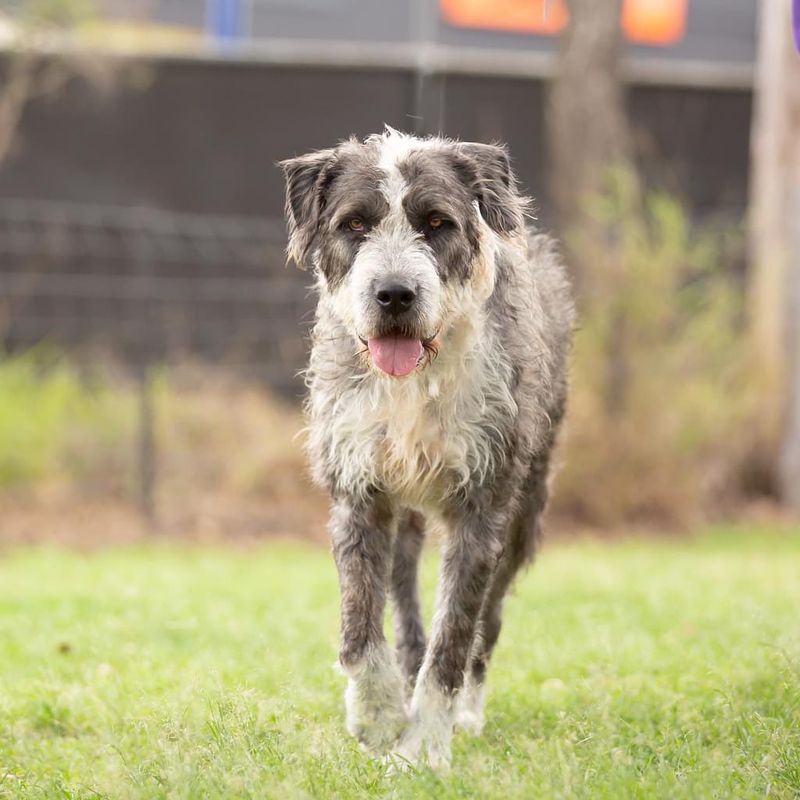 Irish Wolfhound